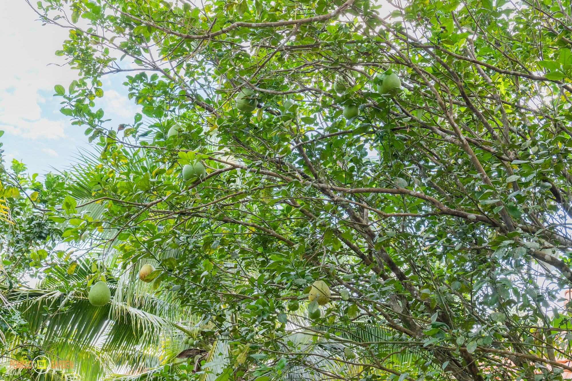Ferienwohnung Phu Quoc Pomelo Garden Exterior foto